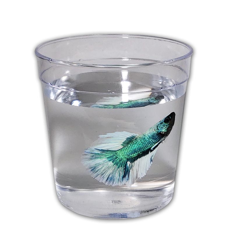 Betta Fish Cup 16 oz 100 count