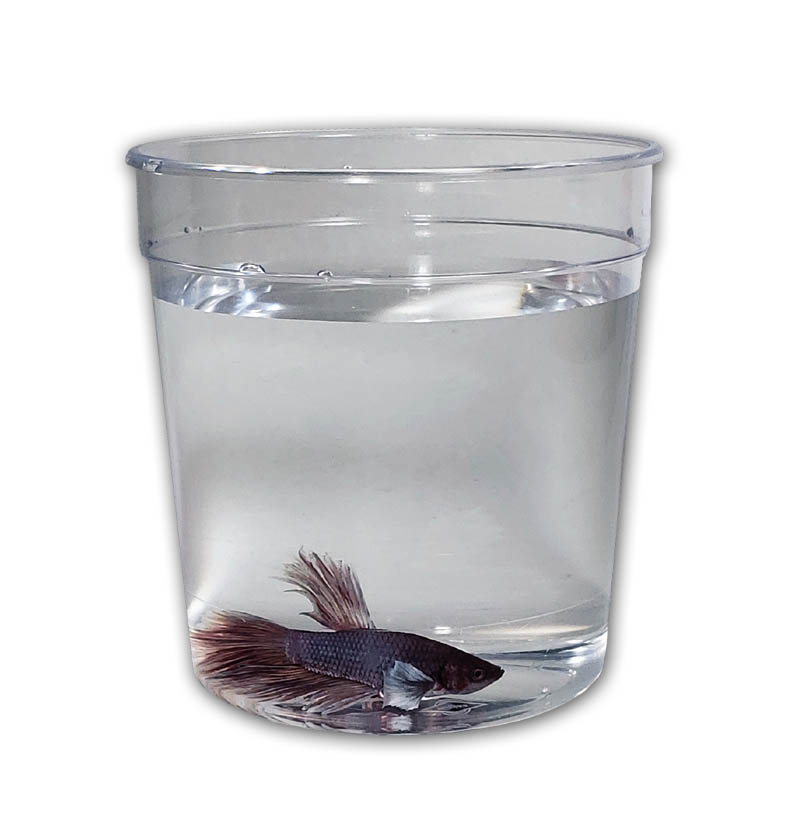 Betta Fish Cup 20 oz 25 count