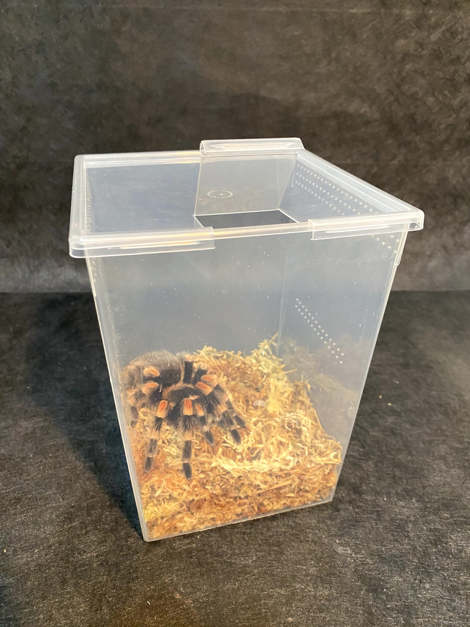 Insect Cups / Lids | Product categories | superior shipping supplies