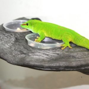 GECKO LEDGE – GRANITE
