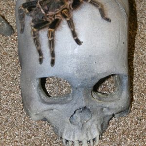 Skull Cave – Grey