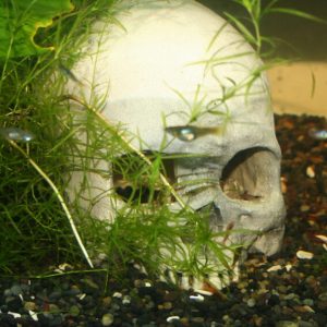 Skull Cave – Bone