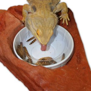 LARGE WORM FEEDER LEDGE MOJAVE (PT-1654)