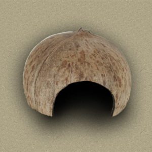 Sm. Half Coconut- Natural / Side Hole (1 Unit)