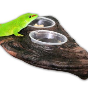 GECKO LEDGE – EARTH