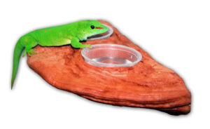 GECKO LEDGE – MOJAVE