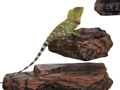 MagNaturals Feed & Water Ledges